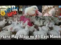 PAANO MAG ALAGA NG 45 DAYS MANOK HOW TO RAISE BROILER CHICKEN STEP BY STEP PART 1