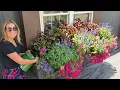 How We Maintain Water Fertilize and Pinch our Window Boxes Container Gardening Tips