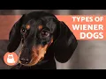 DACHSHUND BREED TYPES According to Size and Coat