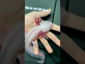 Download Lagu Axolotl Morphs 🦎 You Should Know