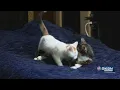 Viral puts abandoned Wichita cats on path to adoption