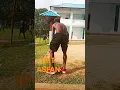 Download Lagu Lagu acara oles🤣🤣
