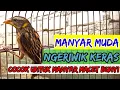Download Lagu crecetan burung manyar paling dicari #manyar #manyargacor #burungmanyar