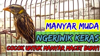 Download crecetan burung manyar paling dicari #manyar #manyargacor #burungmanyar MP3