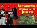 Download Lagu pakan jangkrik ini bikin murai jadi gacor, sehat berstamina