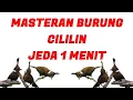 Download Lagu Masteran Burung Cililin Jeda 1 Menit