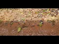 I could watch this for hours