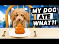 Why Does My Dog Eat POOP Ask A Vet