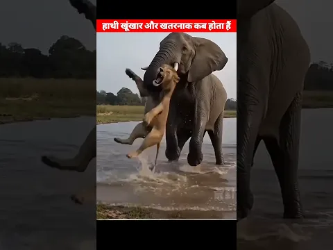 हाथी कब सबसे ज्यादा खतरनाक और खूंखार हो जाता है? #shorts