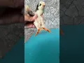 Download Lagu Cara mngatasi kaki anak ayam yg ngangkang