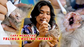 Download Cara Ampuh Mengatasi Telinga Kucing Infeksi😱 MP3