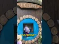 Download Lagu Ketika anak TK ke rumah The Hobbit #anaklucu #viral #trending #funny #lucu #shorts #short #tiktok