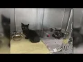 Kittens dumped off bridge in Tuscarawas County given 2nd chance at life