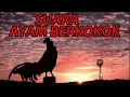 Download Lagu SUARA AYAM BERKOKOK waktu subuh l kukuruyuk salam bulu ayam