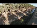 Male Dactylifera s - Sunscape Landscape Nursery Inc