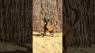 بنوته 9شهور قولو مشالله كلاب  بنوته 9شهور قولو مشالله كلاب