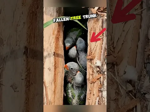 He Found Tiny Newborn Parrots Inside a Fallen Tree! #shorts #parrot #pets