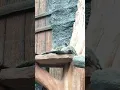 Download Lagu Lagi santai kawan 🤙 #funny #fypシ゚viral #music #animals #binatang #happy #lucu
