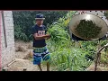 Download Lagu PETIK PUCUK UBI TANAM SENDIRI DI TEPI PONDOK KEBUN // DITUMBOK DAN TERUS DI GORENG //