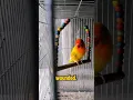 Download Lagu Wounded Lovebird #shorts #lutinolovebird