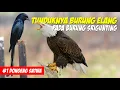 Download Lagu Burung Elang Turun Tahta! Kisah Tunduknya Burung Elang Pada Burung Srigunting | Dongeng Satwa