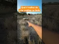 Download Lagu Qual é o melhor de criar ovelhas ou bode
