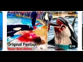 Download Lagu Rip Jessica Dolphin attack Jessica Goodbye Jessica Song by Shammy praiz( official lyrics video MP4)