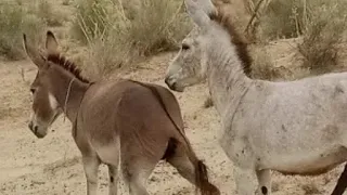 Donkey Meetup With BIG Male Donkey فيديو تزاوج الحمير Donkeymating 