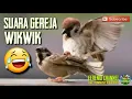 Download Lagu Burung gereja tarung | gereja ribut | gereja wikwik | suara pikat burung