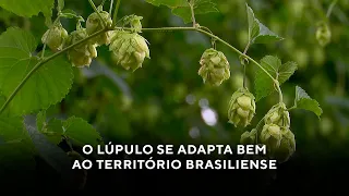 Adaptação do lúpulo do Distrito Federal