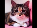 Download Lagu Kucingnya Deny Sumargo - Nami Zoro Cute Baby Cat