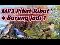 Lagu Ribut‼️,Kutilang,Kehicap Ranting,Prenjak Cenenet,Cipoh,Suara Pikat 4 Burcil Ribut