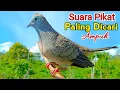 Download Lagu Perkutut Pikat Gacor SUARA AMPUH MEMANGGIL Lawan Agar Bunyi