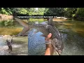 Download Lagu Tarik tambang vs ikan sapa besar di arus deras