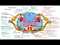 Ascending and Descending Spinal Cord Tracts Made Easy