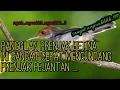Download Lagu SUARA PANGGILAN PRENJAK BETINA MEMANCING BIRAHI PRENJAK JANTAN