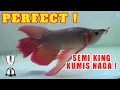 Perfect ! Semi King Kumis Naga Arwana Super Red. Kontes Online #9 Indo Dragon®