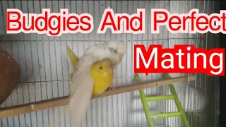 budgies perfect mating bugles lil kee