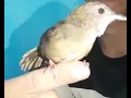 Download Lagu pancing burung wambi mini jantan, pake suara wambi mini betina gacor