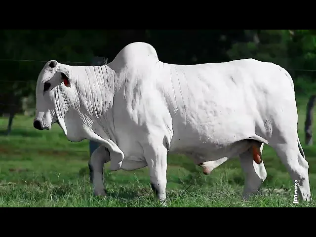 Touro Nelore FESN - 117