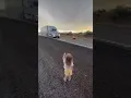 Download Lagu Little Girl Asks Truck Driver to Honk the Horn