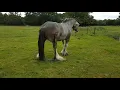 Gay horse getting it on 1