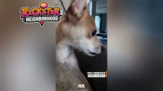 More Hilarious Talking Animals in Ep3