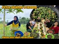 Download Lagu MEMETIK LALAPAN DAUN PEPAYA DIKEBUN‼️ MAKAN NASI LIWET IKAN ASIN SAMBEL LALAPAN BIKIN BOROS NASI