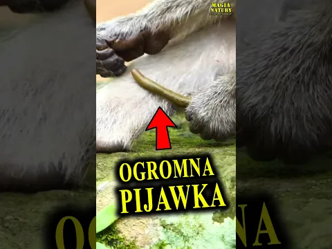Małpa z Pijawką Bawolą