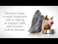 Royal Canin Renal Veterinary Diet
