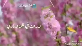 سحر ام كلثوم زرعت في ظل ودادي اهداء خاص لعشاق الطرب والسلطنة    دندنها