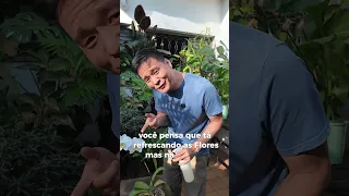 Pinta preta nas flores das Orquideas!