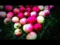 Download Lagu You are the apple of my eye