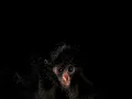 Download Lagu A young Peruvian spider monkey for your feed!🐒 #PhotoArk